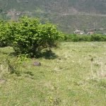 IMG-20190701-WA0005